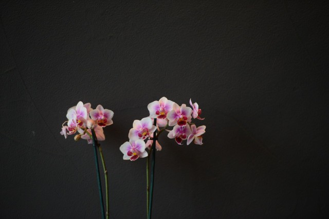 banditbloggers,banditblogger,shot,pictures,picture.fast,good,35 (1)